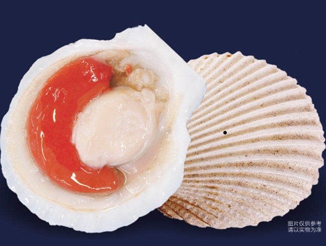 Half Shell Scallops