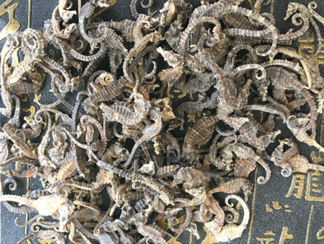 小海马