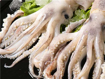 Squid head